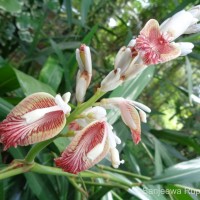 Alpinia calcarata (Andrews) Roscoe